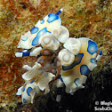 Harlequin Shrimp