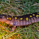 Spotted Salamander
