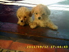Poodles Mini Toy Hembras  Y Toy  Machos