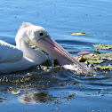 Australian Pelican