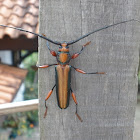 Longhorn Beetle