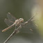 Roseate Skimmer (female)