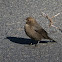 Brown-headed Cowbird