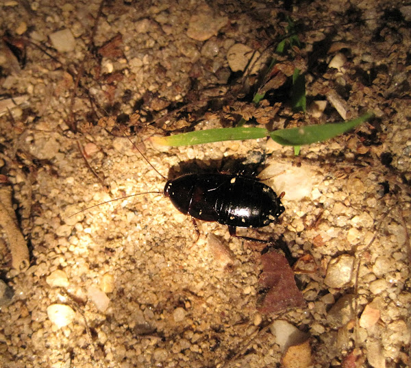 Uhler's Wood Roach Project Noah