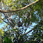 Hoffmann's Two-toed Sloth  