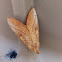 White-dotted Prominent