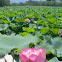 Lotus flower