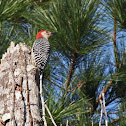 Red-Bellied Woodpecker