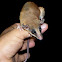 Linnaeus's Mouse Opossum