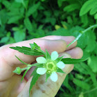 White Avens