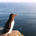 Razorbill