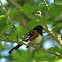 Spotted Towhee