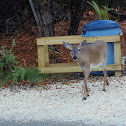 Key Deer