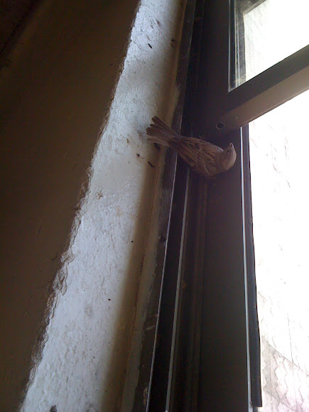 Spotting Image 1