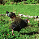South Island Takahē
