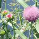 Nodding Thistle