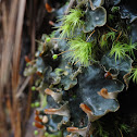 Fingered Dog Lichen