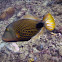 Orange-lined Triggerfish