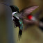 Ruby-Throated Hummingbird (Male)