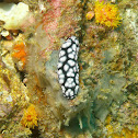 Phyllidiella granulata