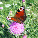 European peacock