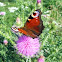 European peacock