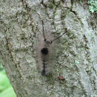Tussock Moth caterpillar