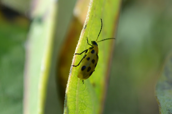 Spotting Image 1
