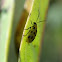 spotted cucumber beetle