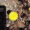 Coltsfoot