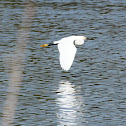 Snowy Egret