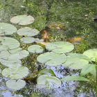 Lily pads