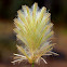 Plant flower