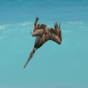 Brown Pelican