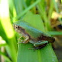 Gray Treefrog