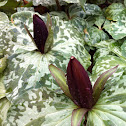 Toad Trillium