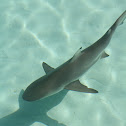 Blacktip Reef Shark