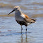 Dunlin