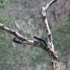 Acorn Woodpecker