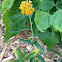 Butterfly weed