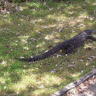 Goanna