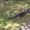 Goanna