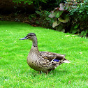 Mallards/Mlakarice