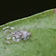 Stephanitis typicus Lacebug