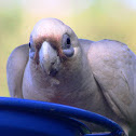 Little Corella