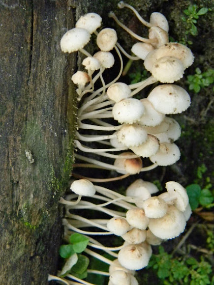 Spotting Image 1