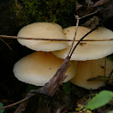 Oyster Mushroom