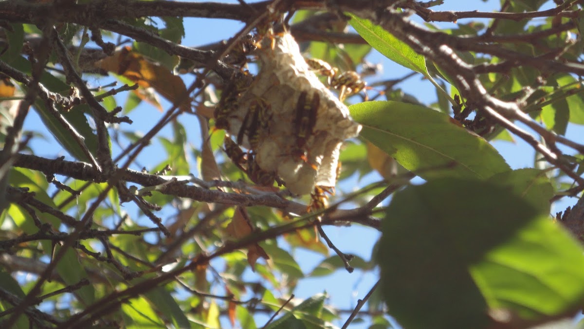 Paper Wasp Nest