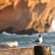 Crested Tern