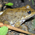 Cape River Frog